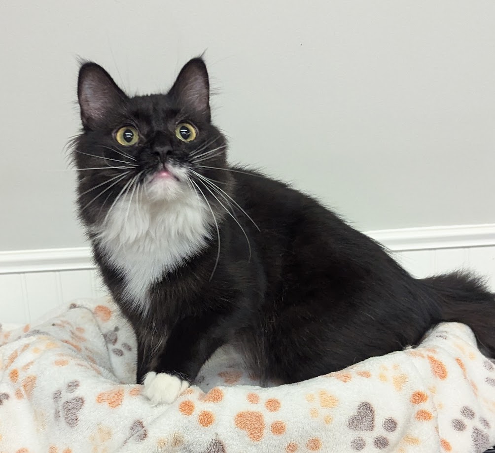 Enlarge Gizmo, a Adopted Domestic Long Hair in Monroe, MI image 2/4