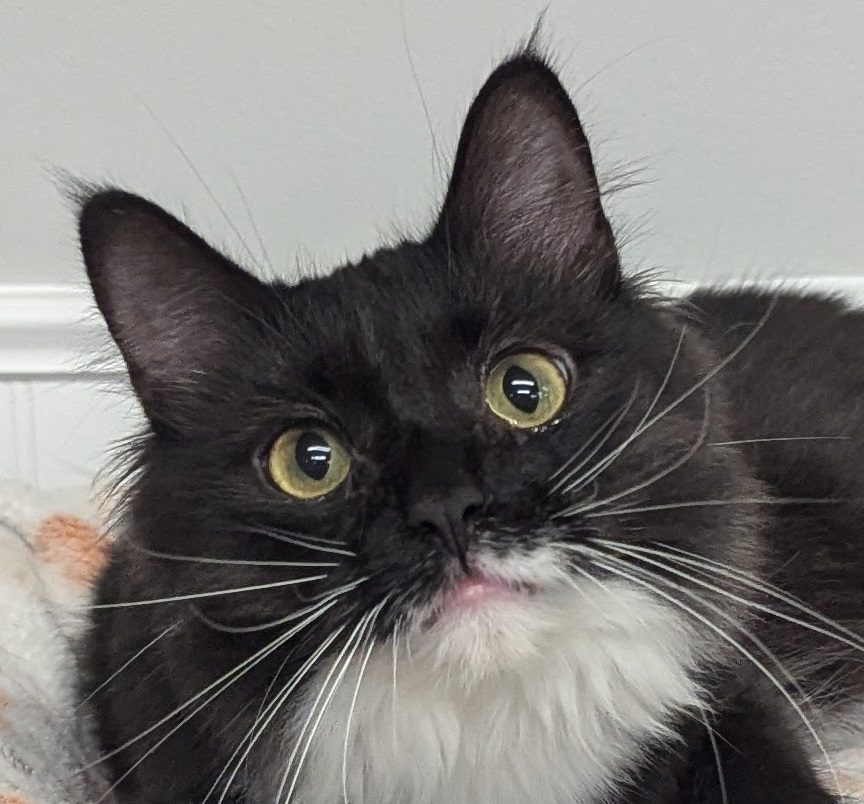 Enlarge Gizmo, a Adopted Domestic Long Hair in Monroe, MI image 3/4