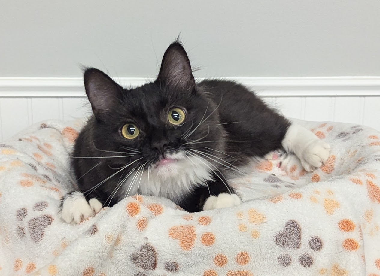 Enlarge Gizmo, a Adopted Domestic Long Hair in Monroe, MI image 4/4