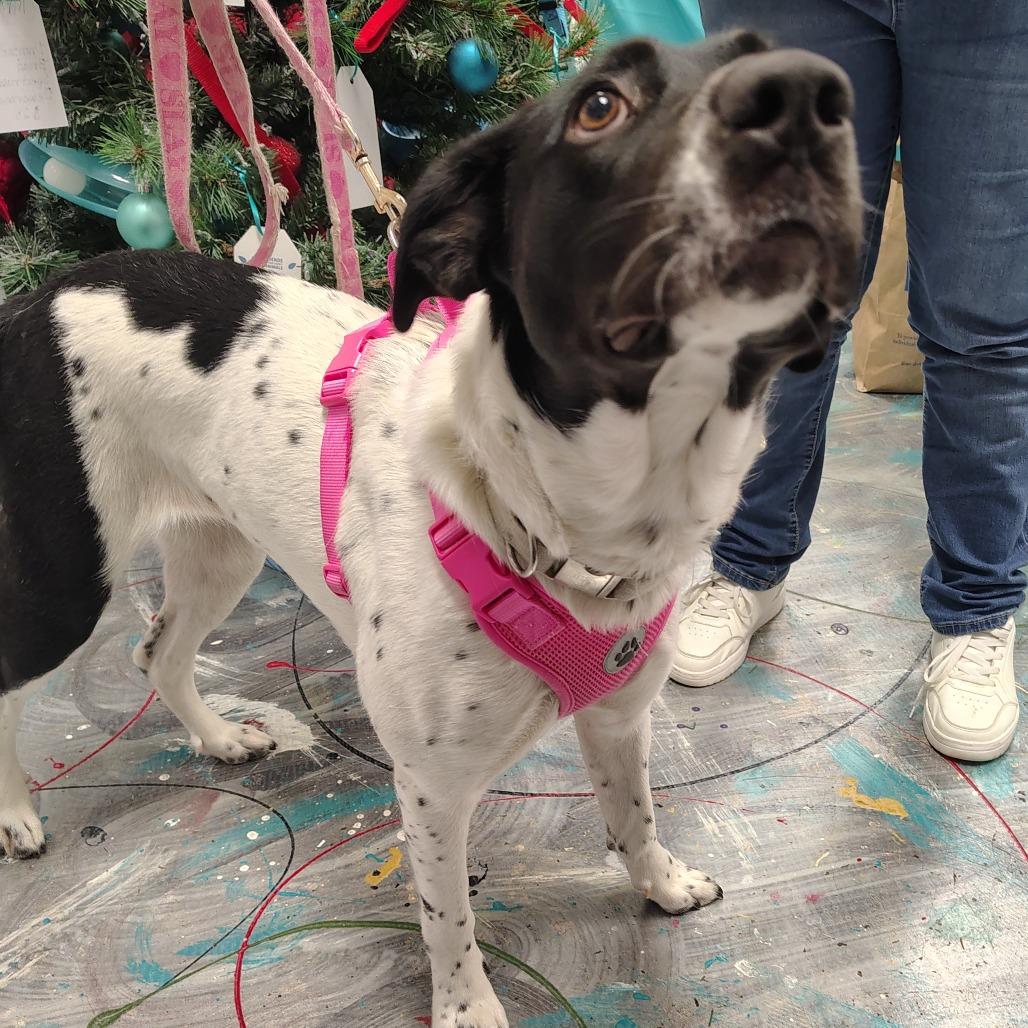 Enlarge Delilah, a Adoptable Mixed Breed in Coos Bay, OR image 1/2