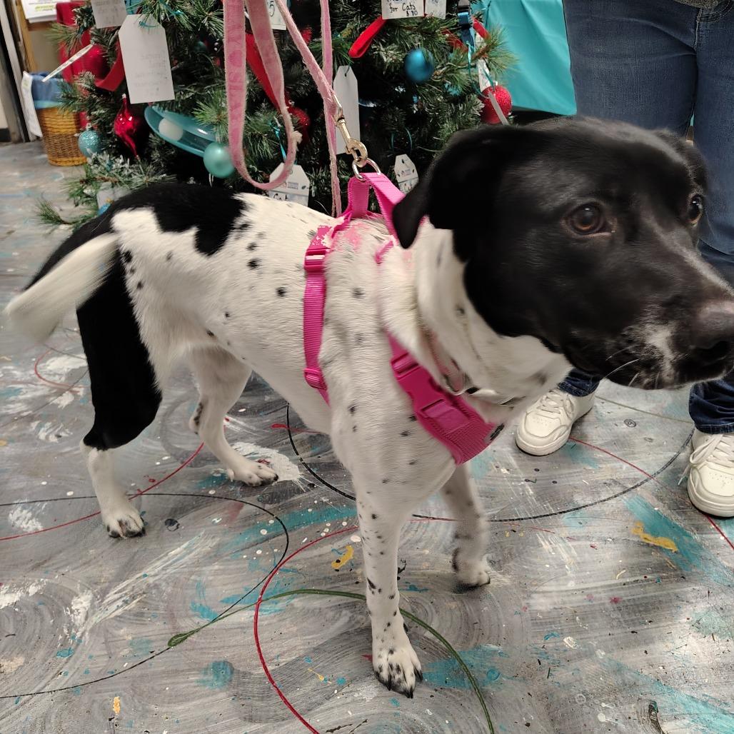 Enlarge Delilah, a Adoptable Mixed Breed in Coos Bay, OR image 2/2