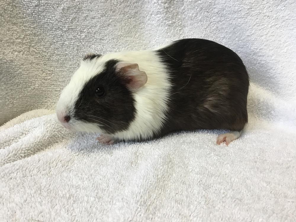 Gordina ( Bonded to Gummie), Adopted, Young Female Guinea Pig.