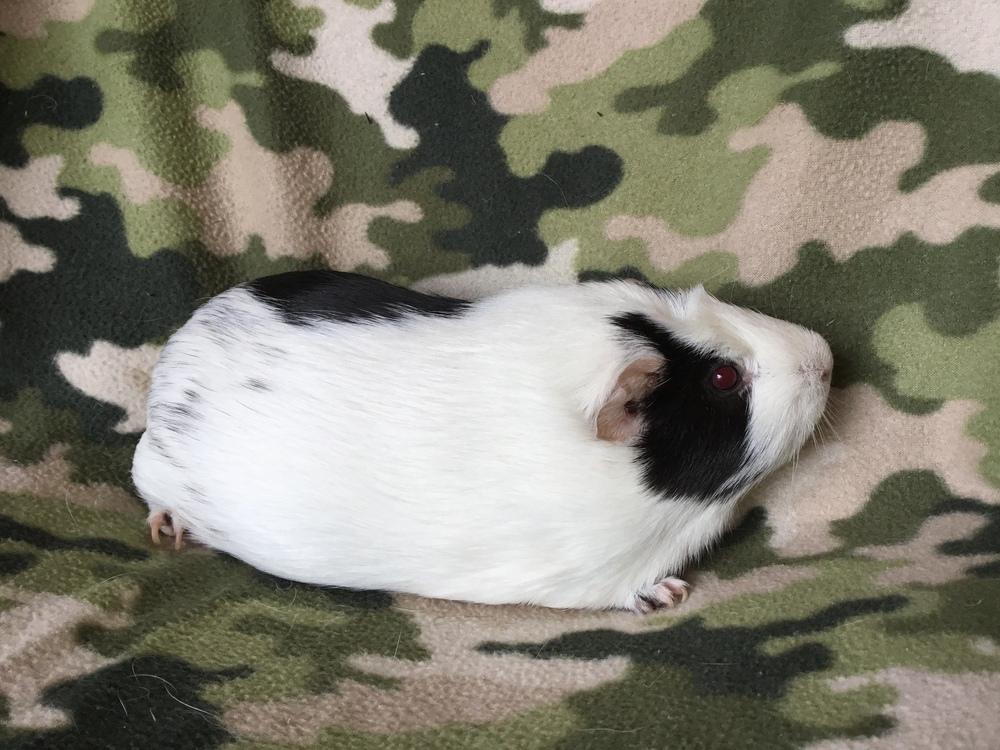 Enlarge Gordina ( Bonded to Gummie), a Adopted Guinea Pig in San Diego, CA image 2/4