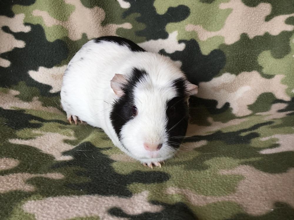 Enlarge Gordina ( Bonded to Gummie), a Adopted Guinea Pig in San Diego, CA image 3/4