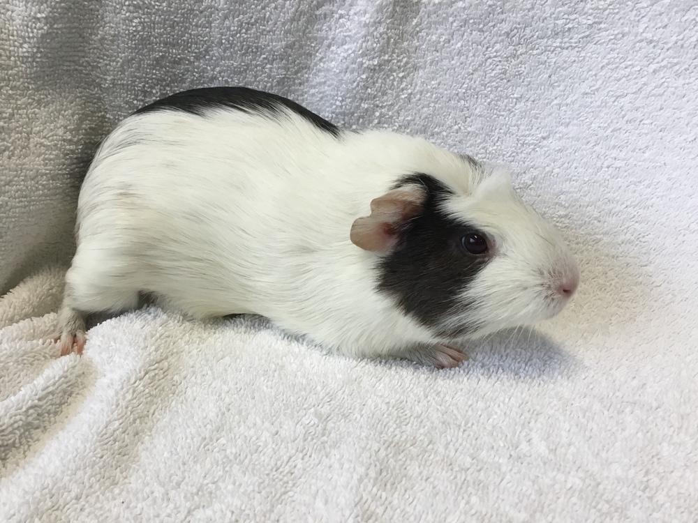 Enlarge Gordina ( Bonded to Gummie), a Adopted Guinea Pig in San Diego, CA image 4/4