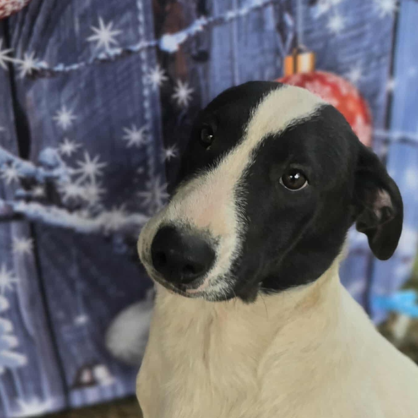 Bashful, an adopted Mixed Breed in Kempner, TX image 1/6