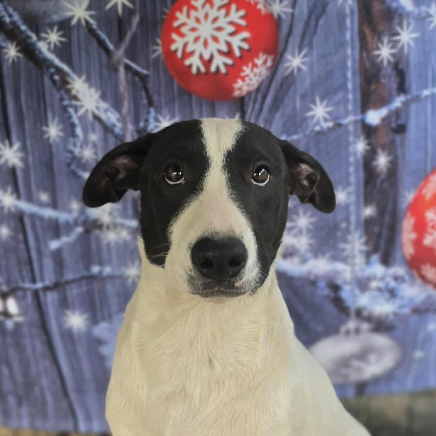 Bashful, an adopted Mixed Breed in Kempner, TX image 2/6