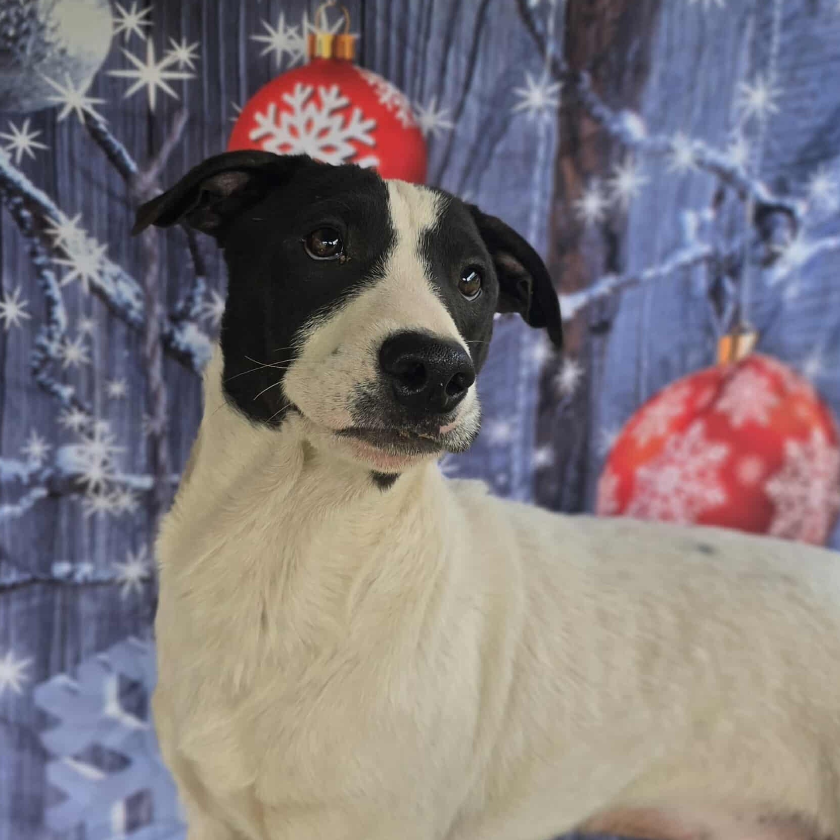 Bashful, an adopted Mixed Breed in Kempner, TX image 3/6