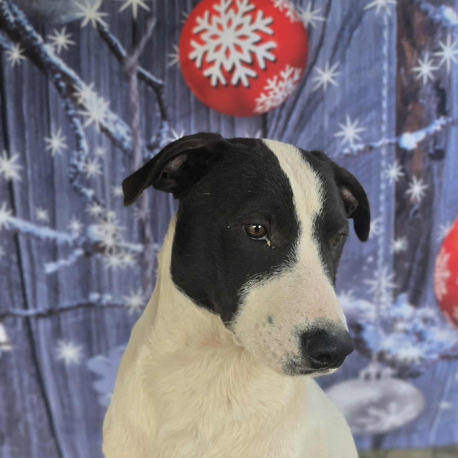 Bashful, an adopted Mixed Breed in Kempner, TX image 6/6