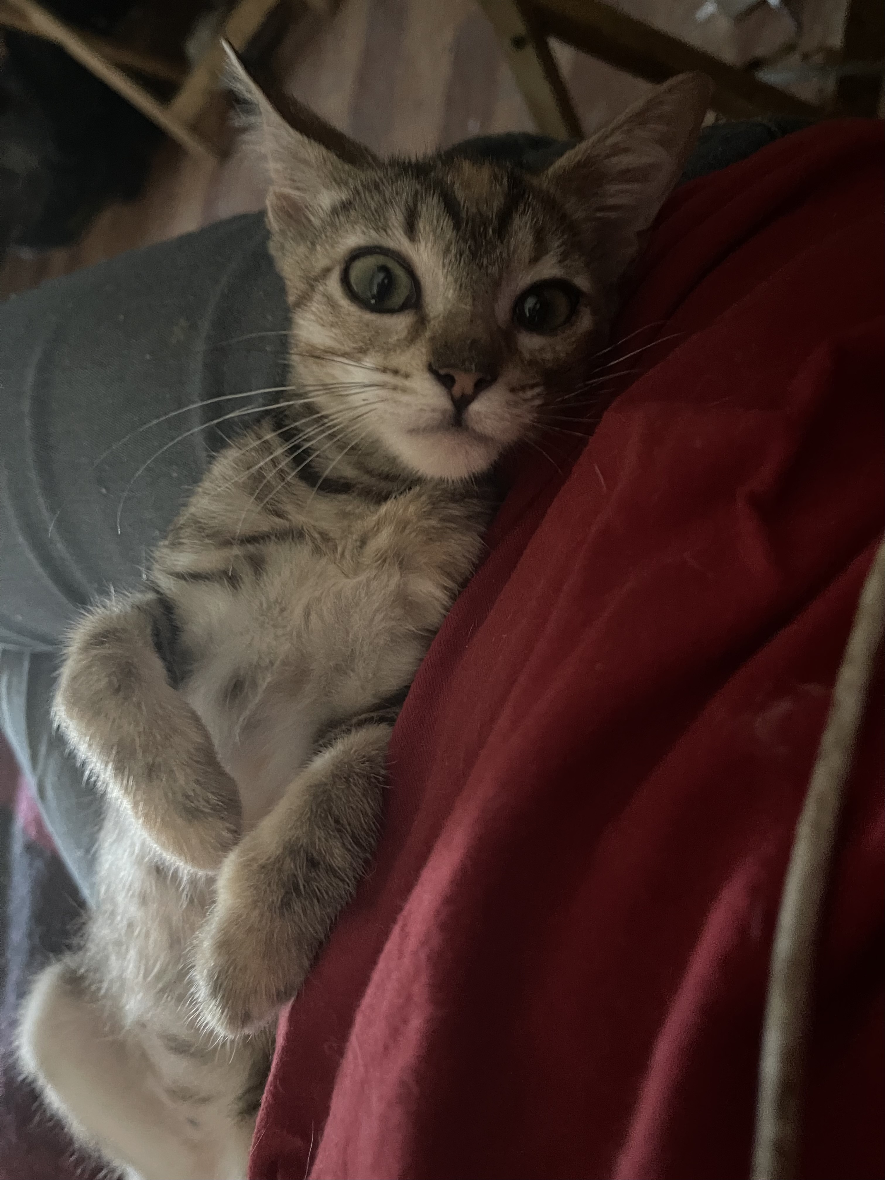 Bernedette, a Adoptable Torbie in Bell Gardens, CA image 4/6