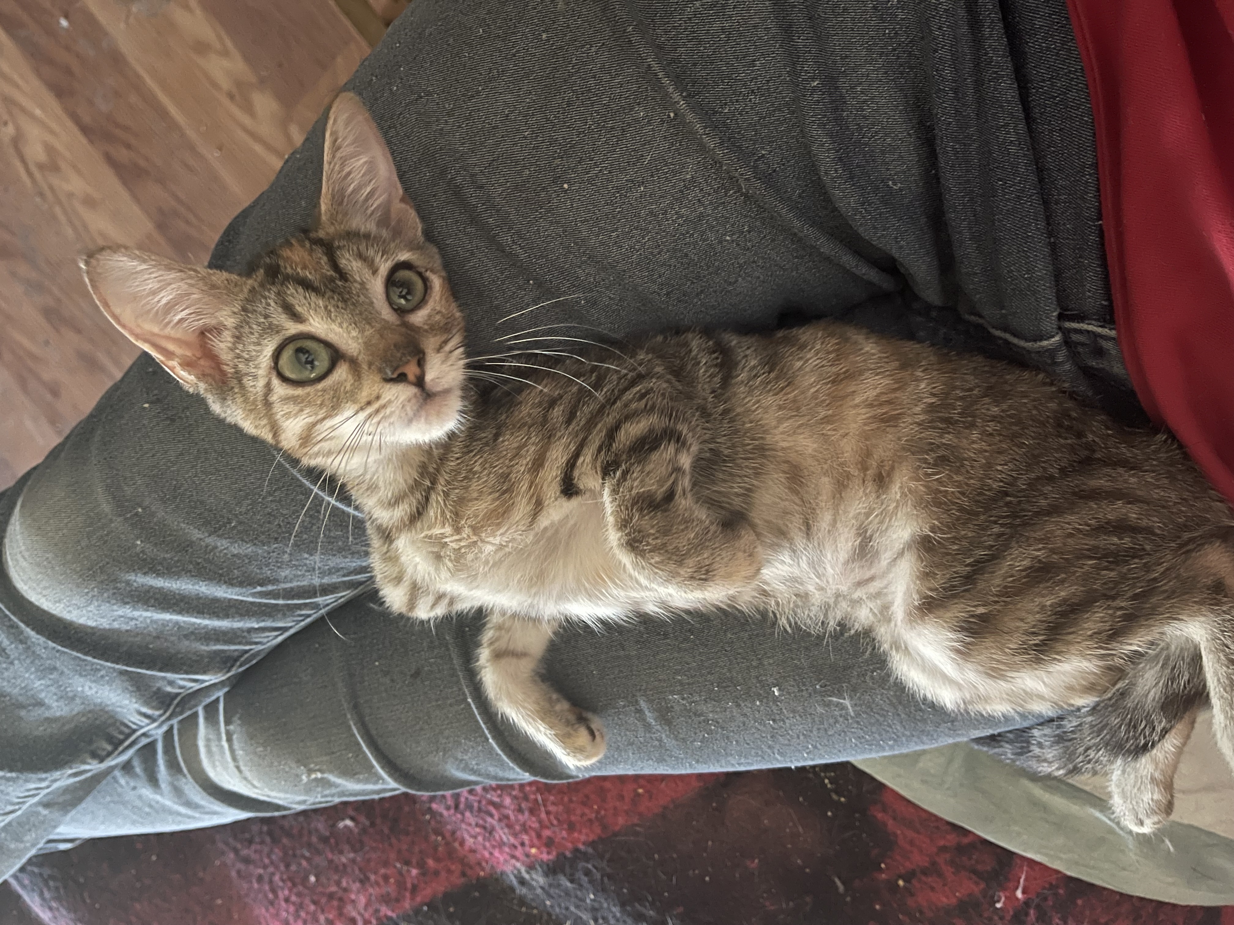 Bernedette, a Adoptable Torbie in Bell Gardens, CA image 3/6