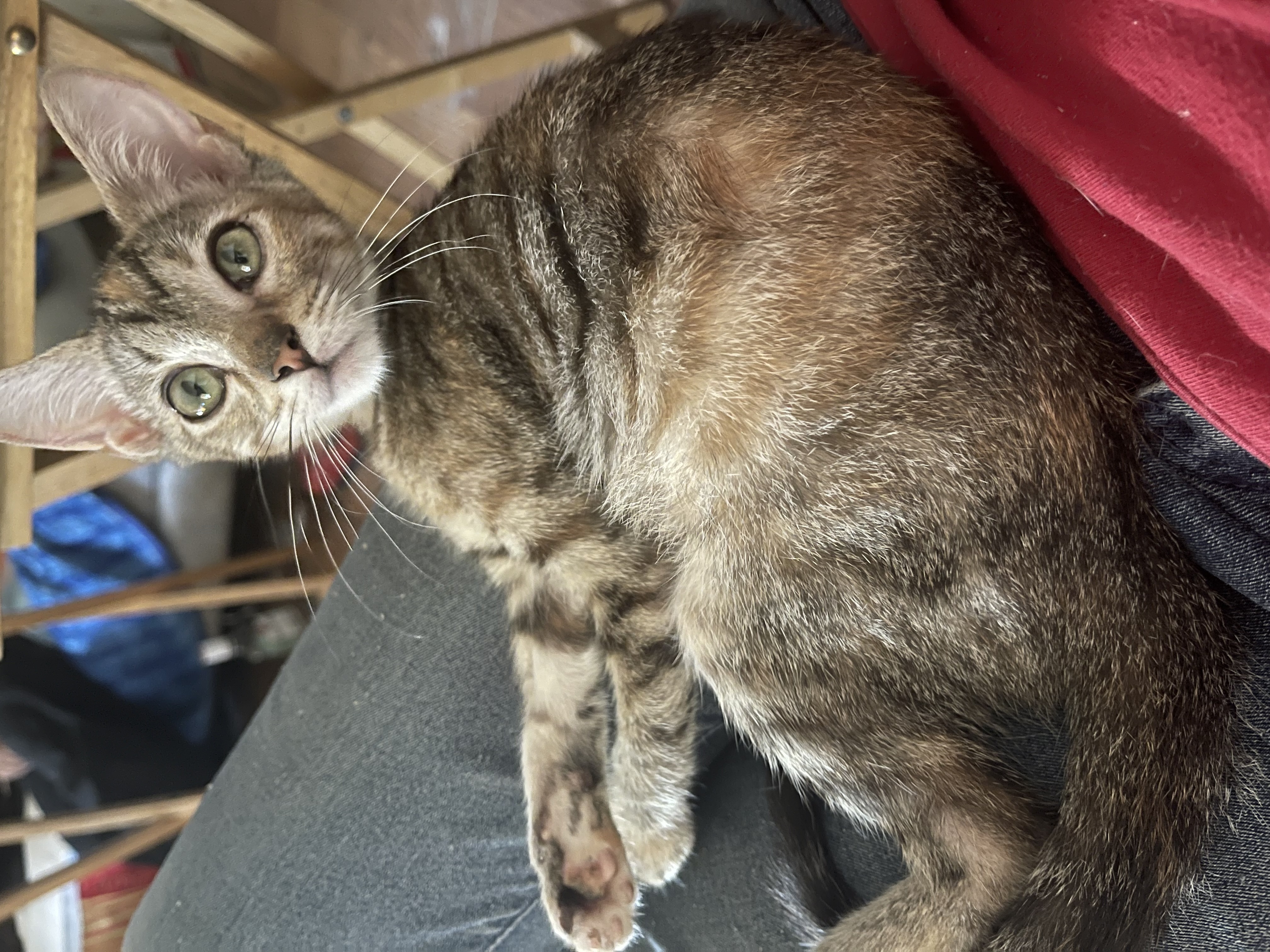 Bernedette, a Adoptable Torbie in Bell Gardens, CA image 1/6