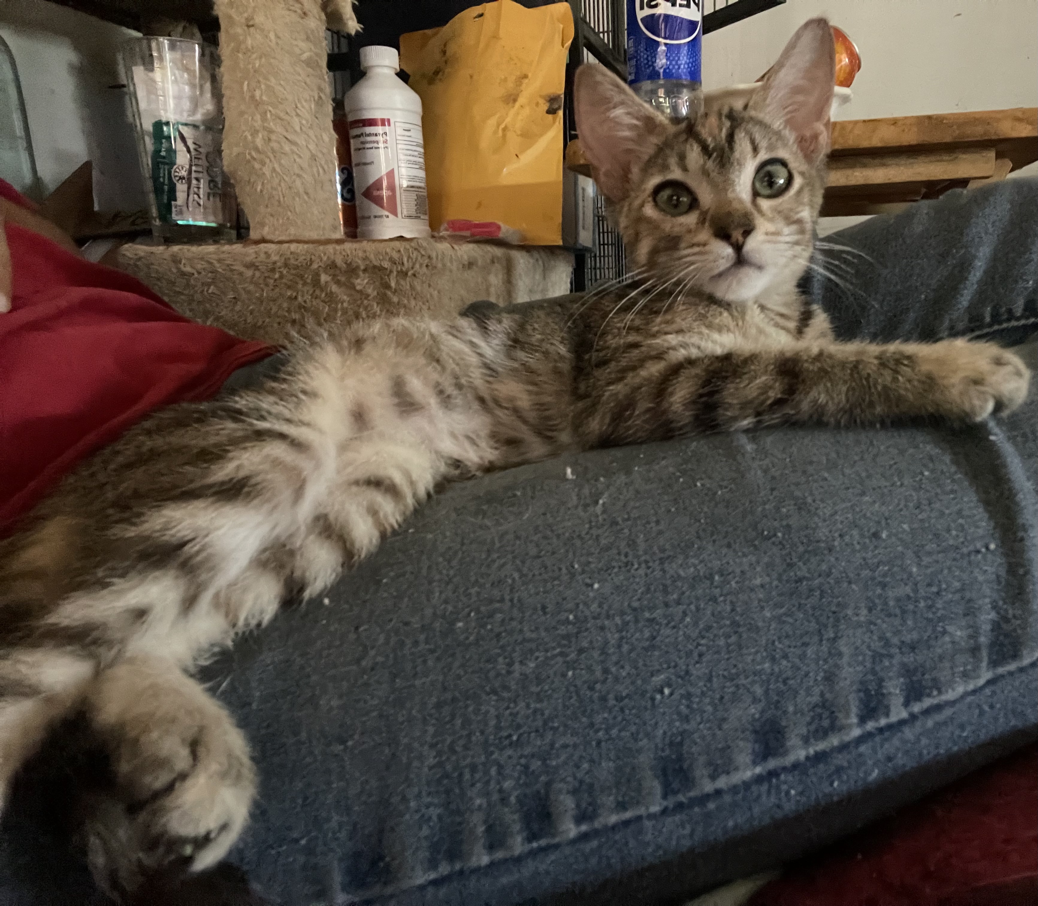 Bernedette, a Adoptable Torbie in Bell Gardens, CA image 5/6