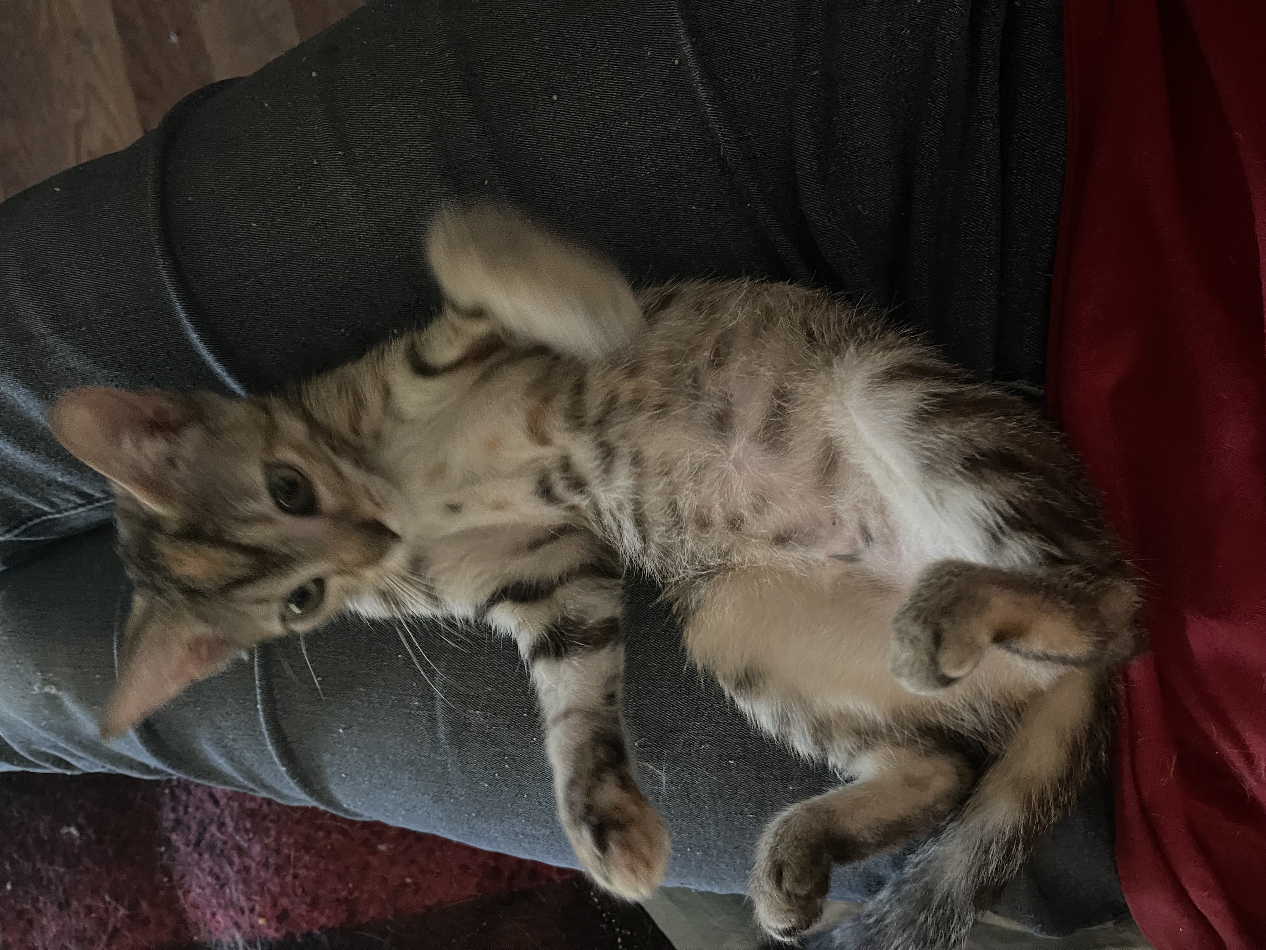 Bernedette, a Adoptable Torbie in Bell Gardens, CA image 2/6