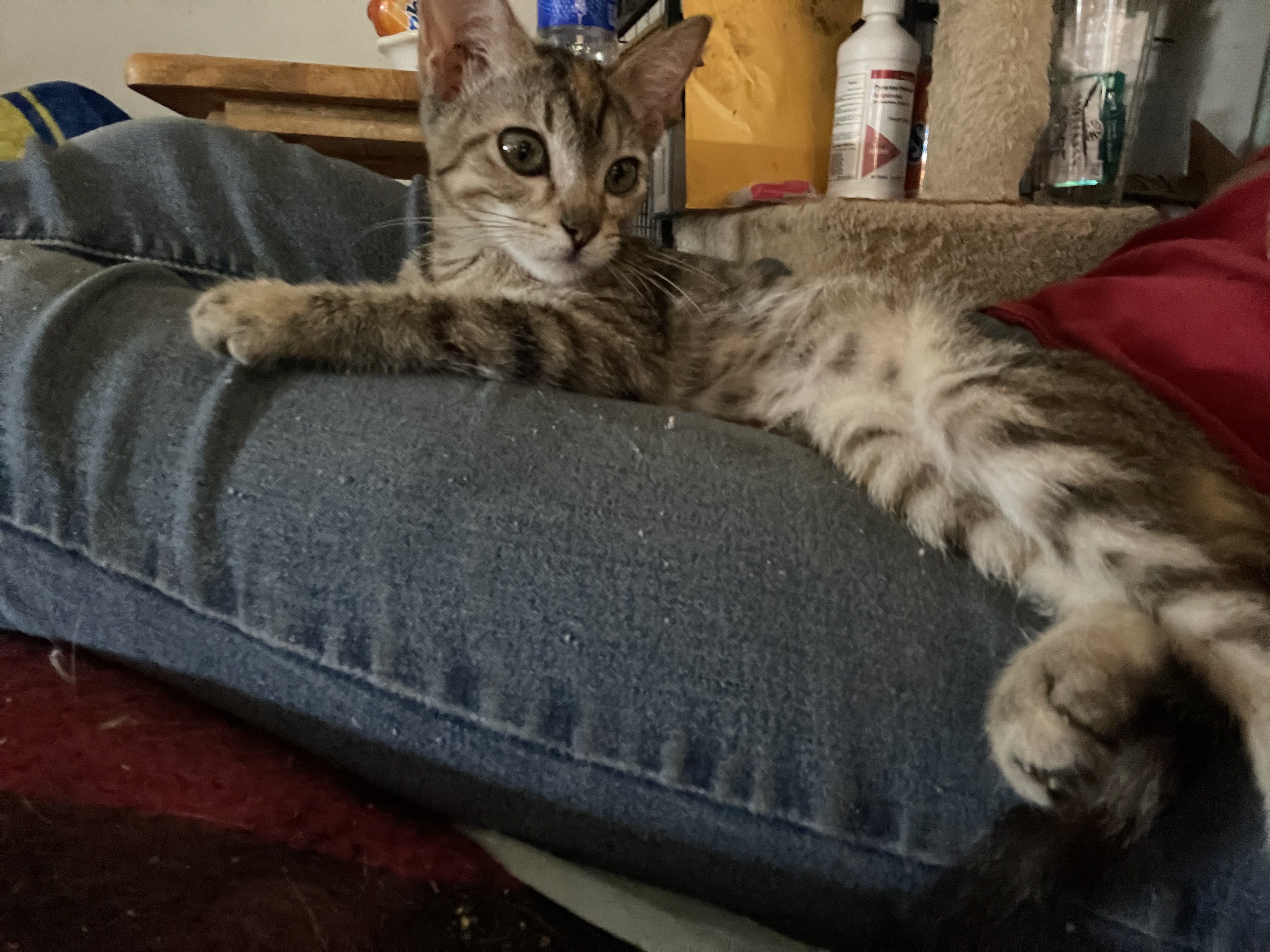 Bernedette, a Adoptable Torbie in Bell Gardens, CA image 6/6