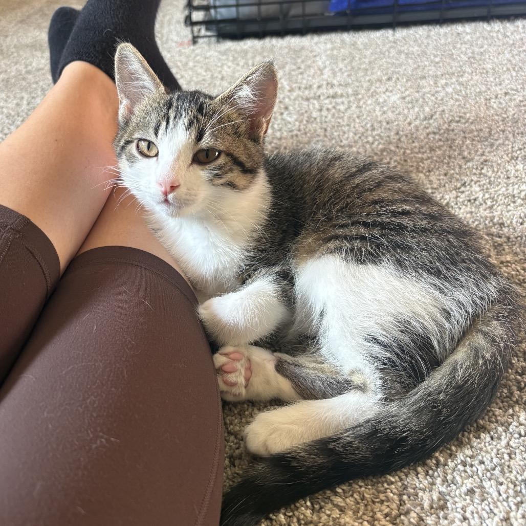 Enlarge Zena, a Adoptable Domestic Short Hair in Mondovi, WI image 1/3