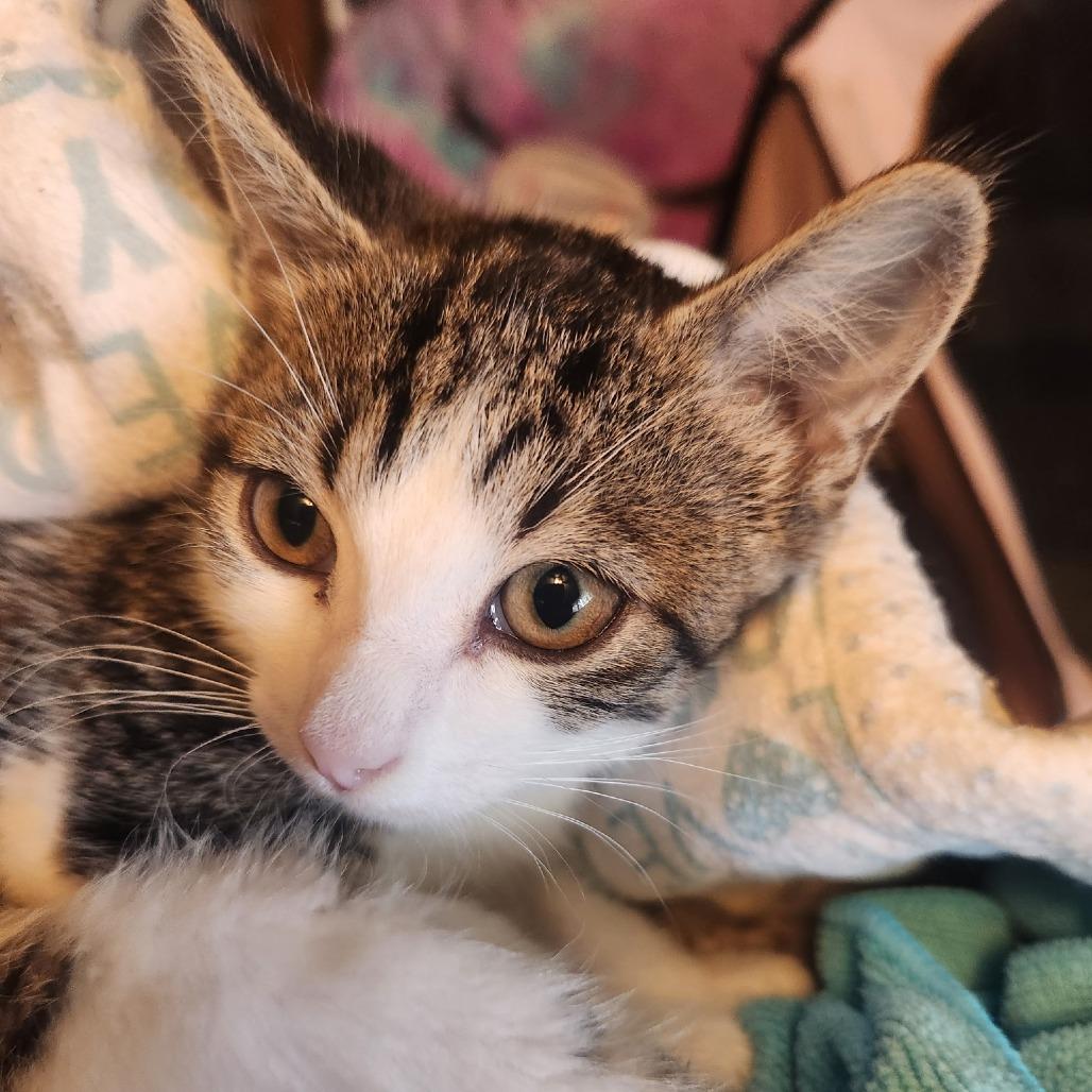 Enlarge Zena, a Adoptable Domestic Short Hair in Mondovi, WI image 2/3