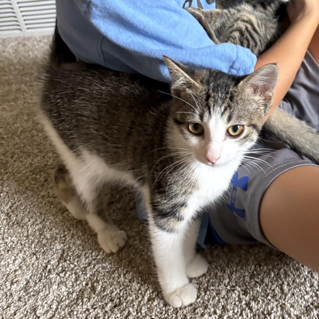Enlarge Zena, a Adoptable Domestic Short Hair in Mondovi, WI image 3/3