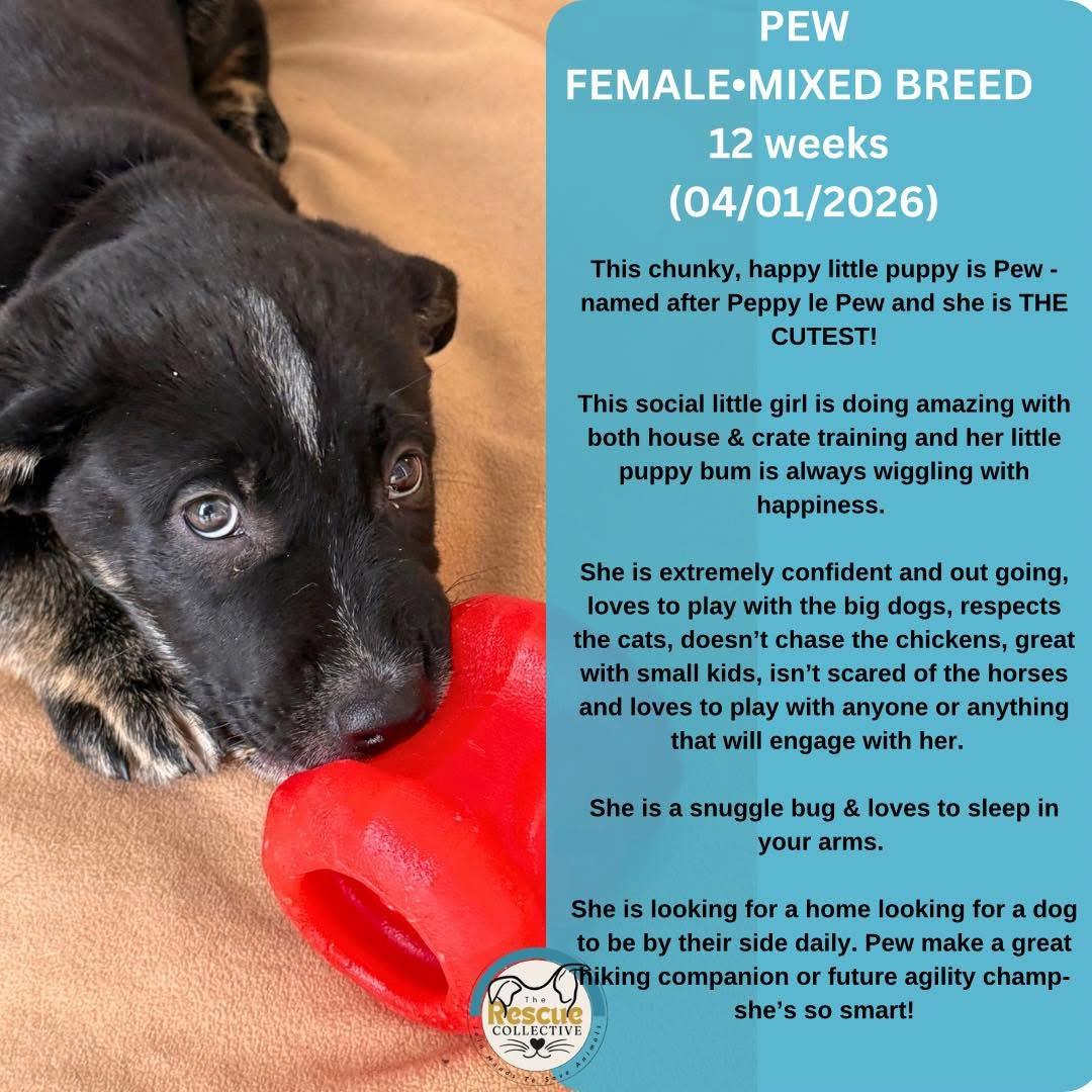 Enlarge Pew, a ADOPTABLE Mixed Breed in Clive, AB image 1/1