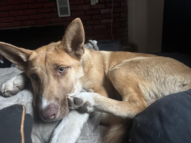 Enlarge KODA, a Adoptable German Shepherd Dog in Stockton, CA image 1/1