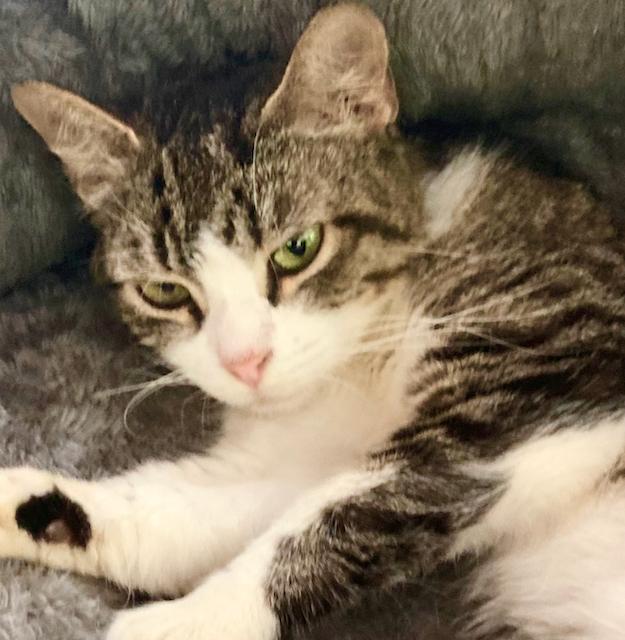 Brooke - Sweet, friendly, young!