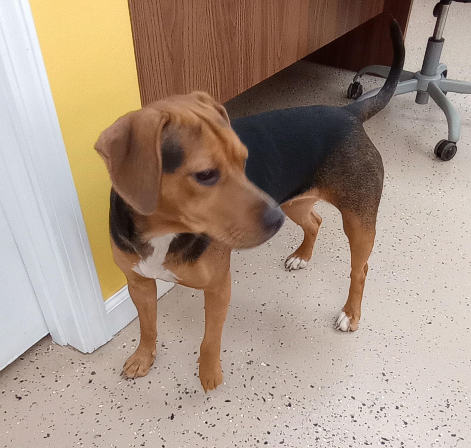 Enlarge Luna, a Adopted mixed breed in York, SC image 1/3