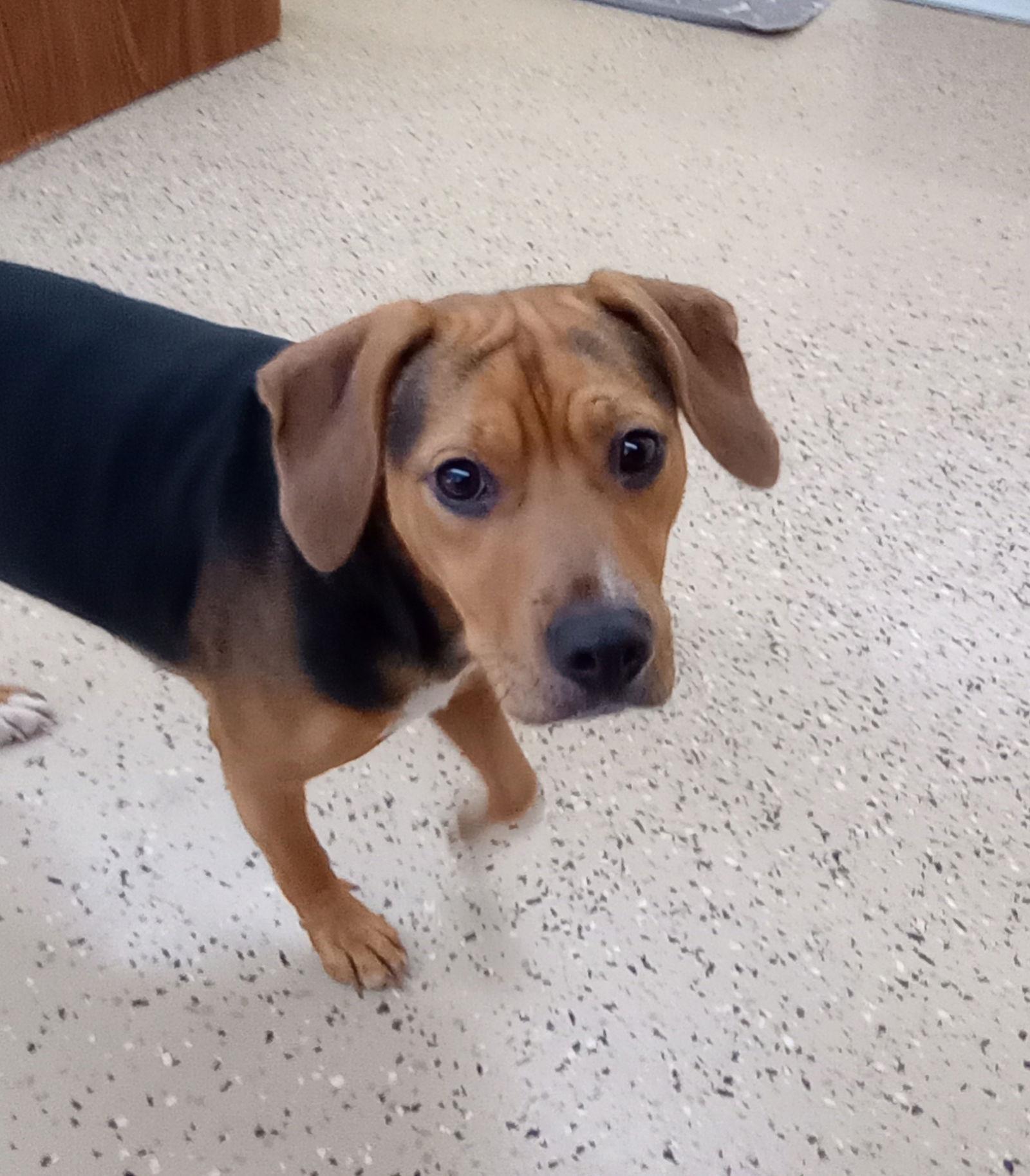 Enlarge Luna, a Adopted mixed breed in York, SC image 2/3