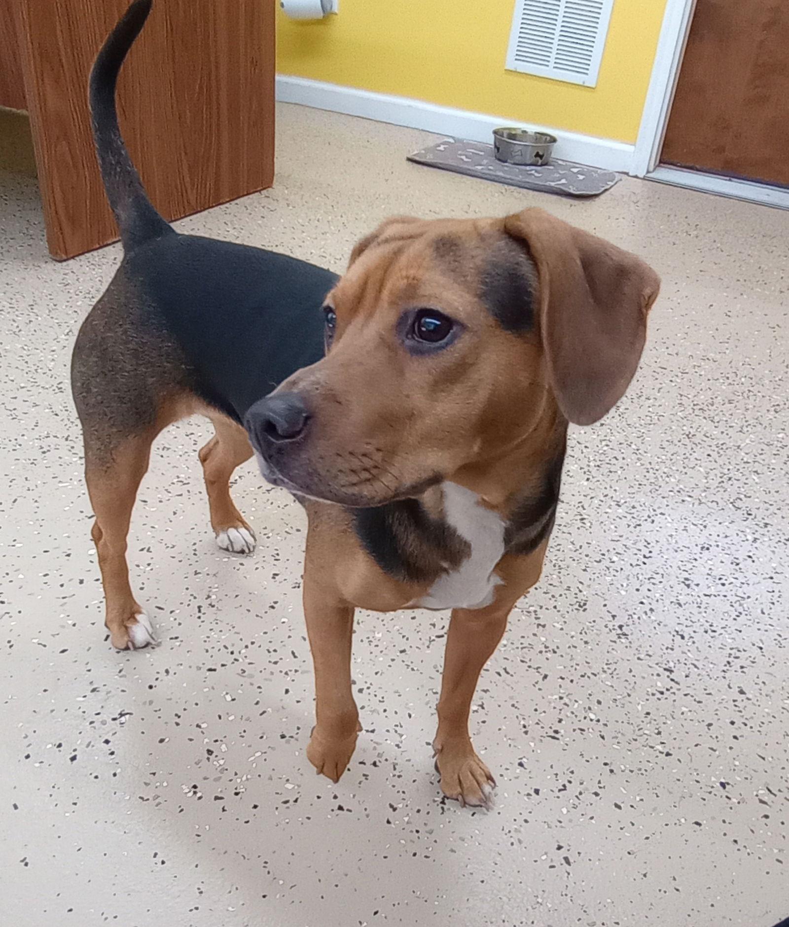 Luna, Adopted, Adult Female Beagle.