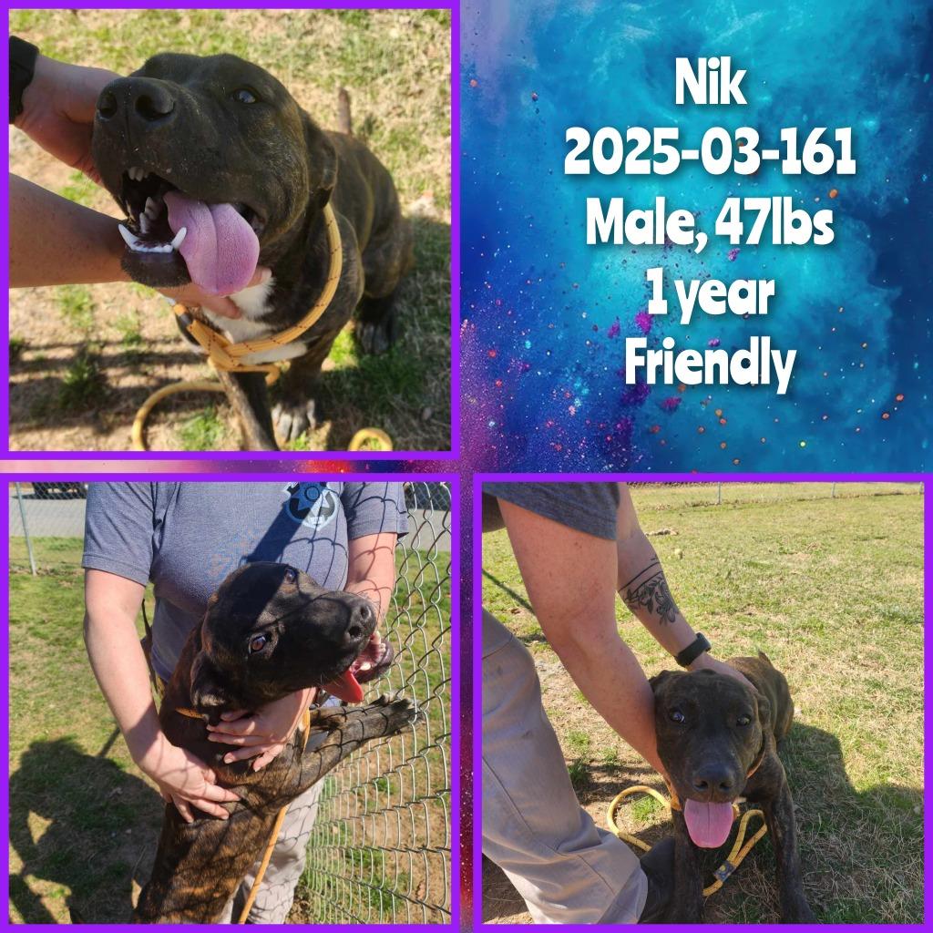 Enlarge 2025-03-161 *Nik*, a Adopted Pit Bull Terrier in Winder, GA image 1/1