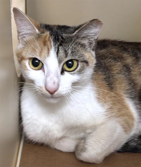 Enlarge DEANIE, a Adoptable Domestic Short Hair in Dedham, MA image 1/1