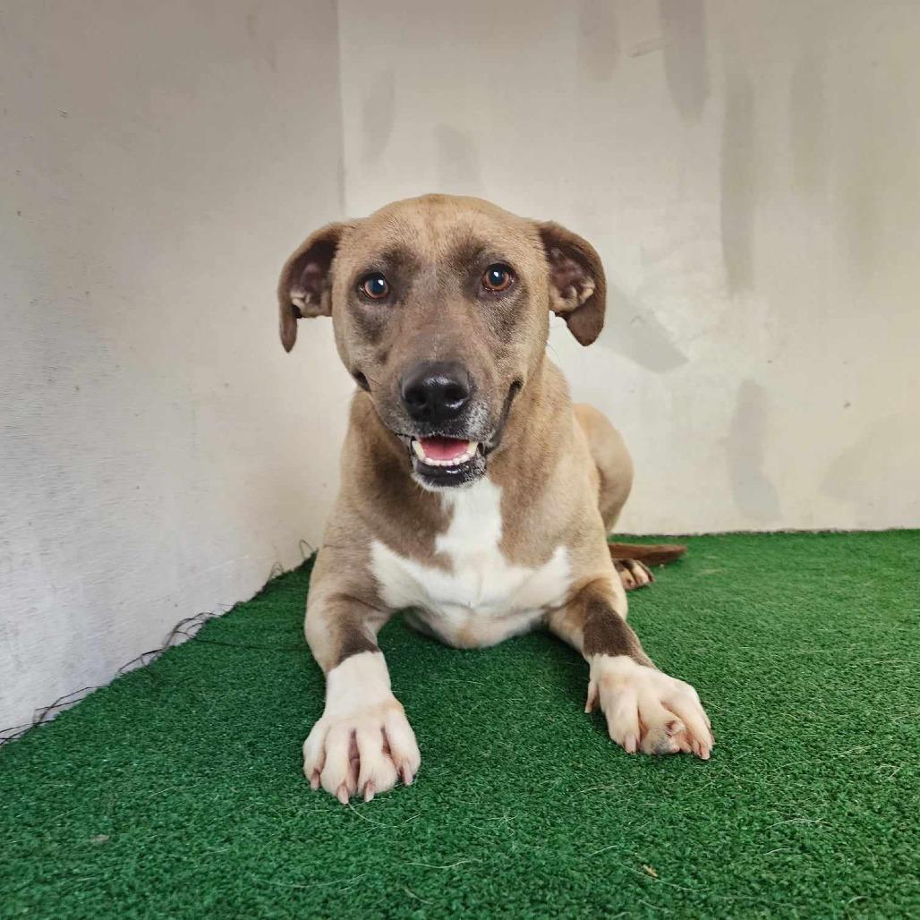 Latte — thumbnail 3