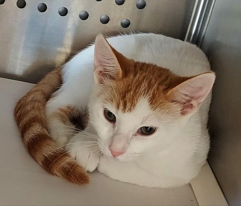 Baloo, Adopted, Kitten Male Tabby & Domestic Short Hair.