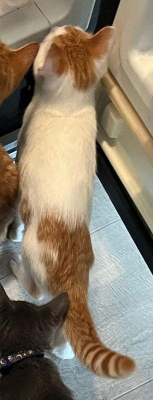 Enlarge Baloo, a Adopted mixed breed in Pineville, LA image 2/3