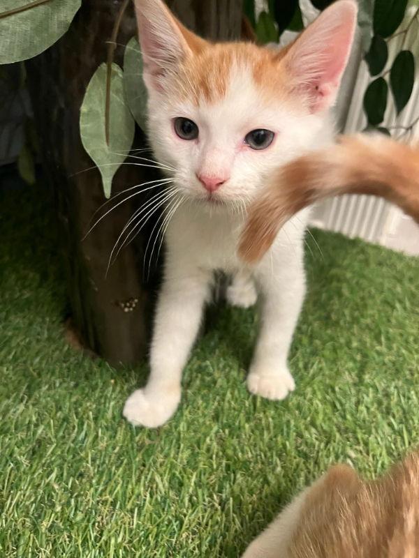 Enlarge Baloo, a Adopted mixed breed in Pineville, LA image 3/3