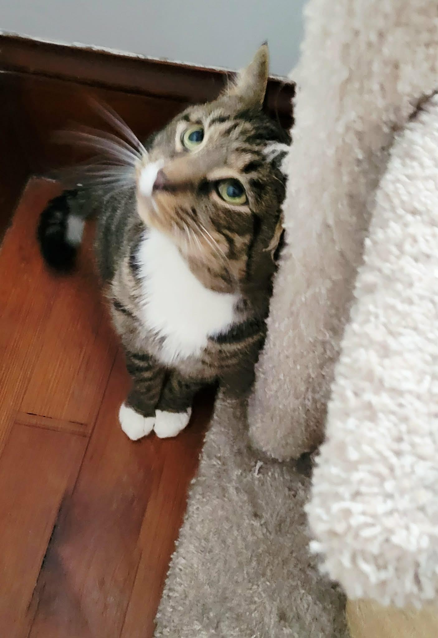 Teddie, ADOPTABLE, Adult Male Domestic Short Hair.