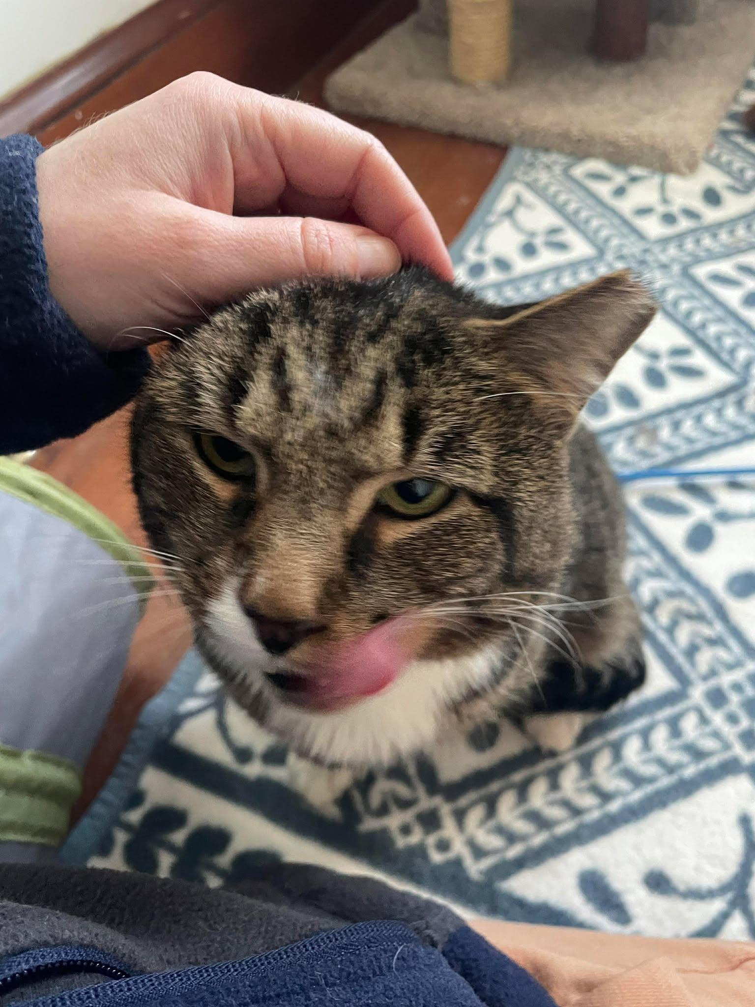 Enlarge Teddie, an adopted Domestic Short Hair in Roslindale, MA image 4/4