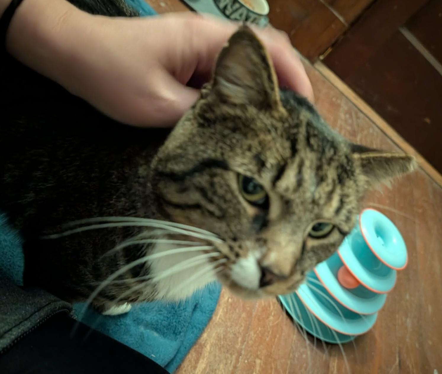 Enlarge Teddie, an adopted Domestic Short Hair in Roslindale, MA image 3/4