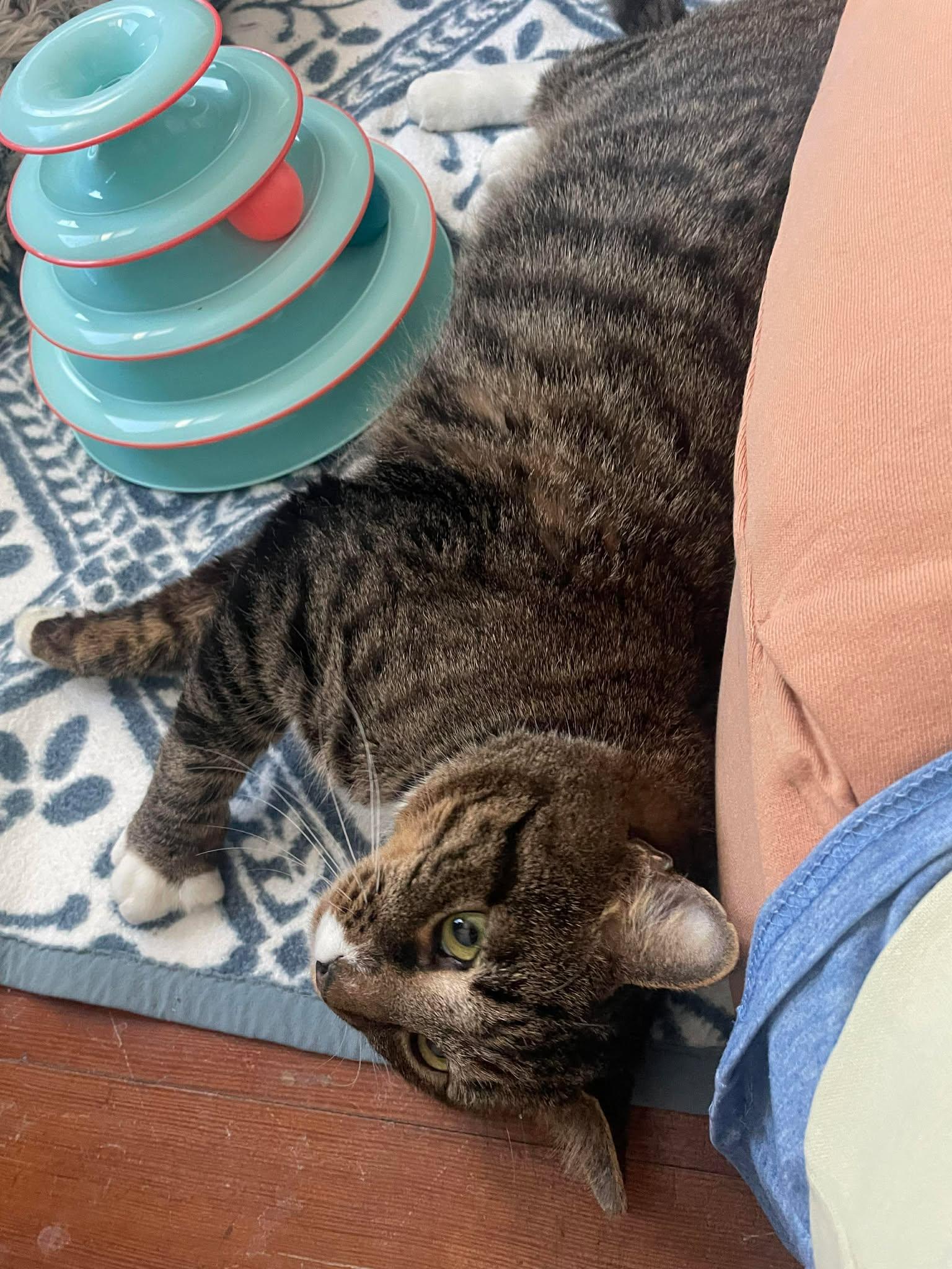 Enlarge Teddie, an adopted Domestic Short Hair in Roslindale, MA image 2/4