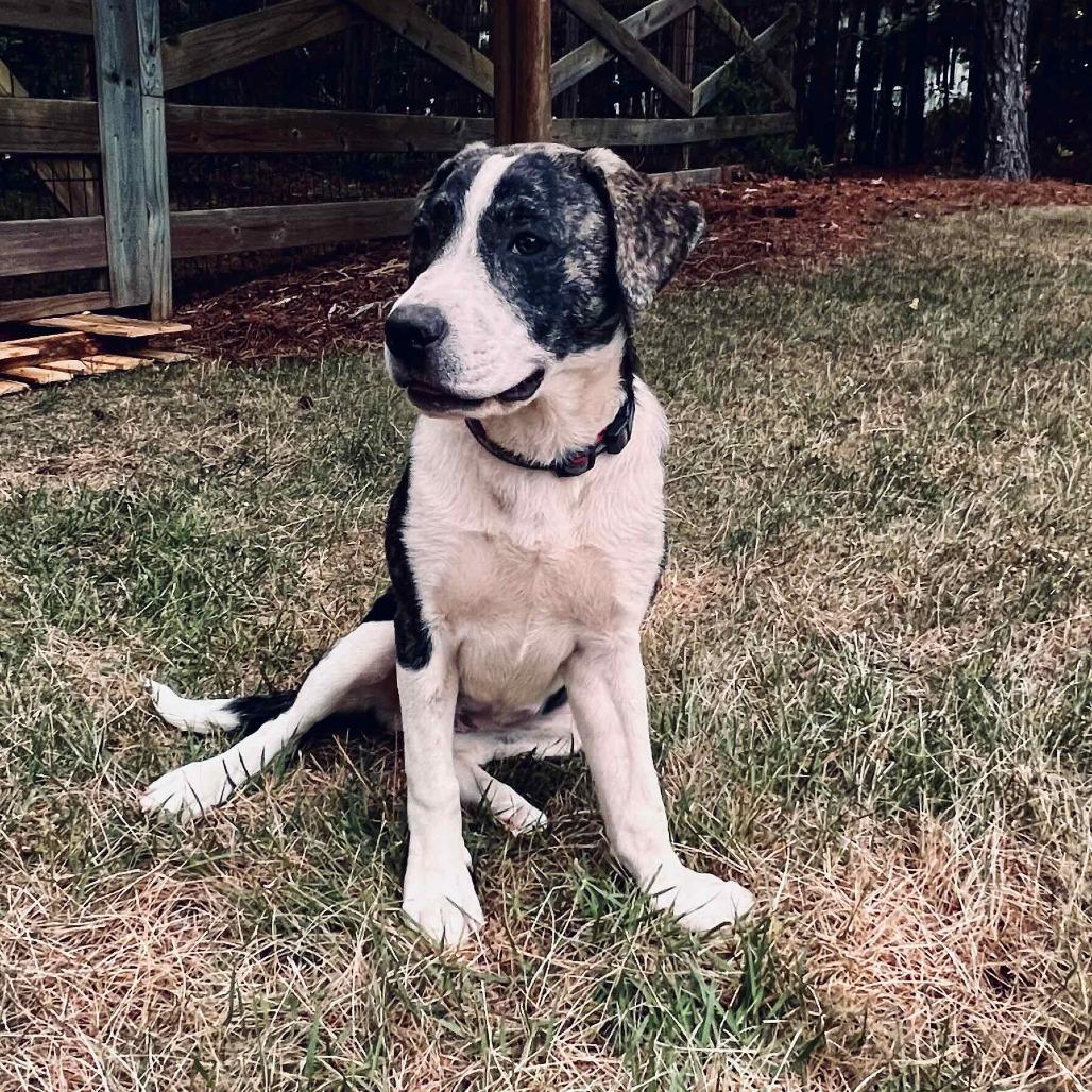 Lottie, Adoptable, Young Female Great Pyrenees & Mixed Breed.