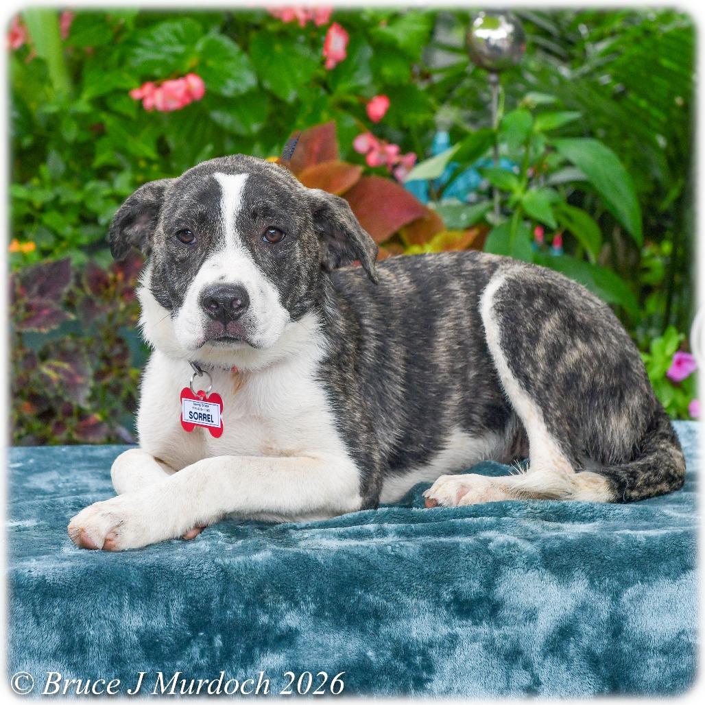 Enlarge Lottie, a Adoptable mixed breed in Wake Forest, NC image 2/4