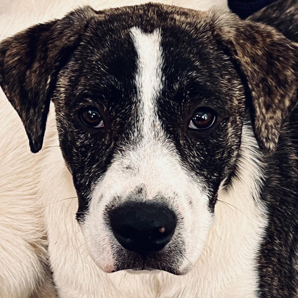 Enlarge Lottie, a Adoptable mixed breed in Wake Forest, NC image 4/4