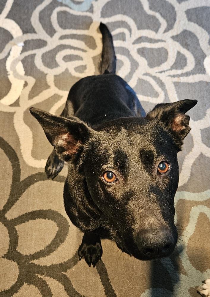 Enlarge Violet, a Adoptable mixed breed in Lincoln Park, MI image 1/4