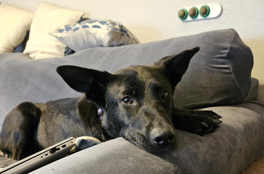 Violet, Adoptable, Young Female German Shepherd Dog & Labrador Retriever.