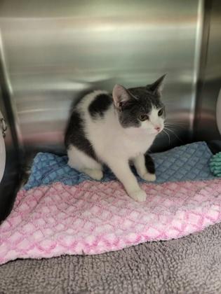 Ramen, Adoptable, Adult Female Domestic Short Hair & Domestic Short Hair.