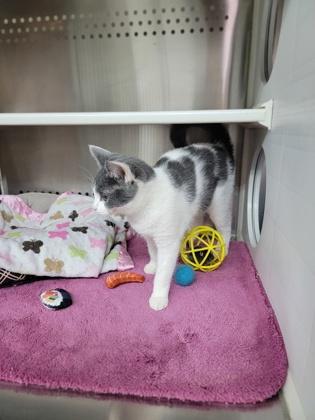 Ramen, Adoptable, Adult Female Domestic Short Hair & Domestic Short Hair.