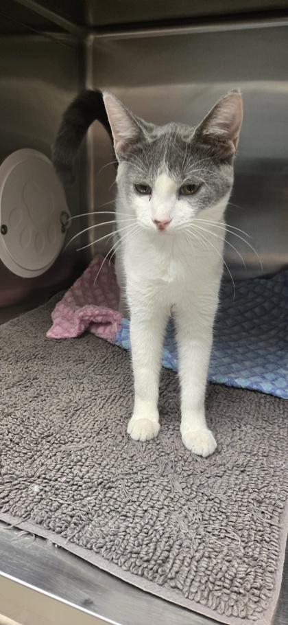 Ramen, a Adoptable mixed breed in Fergus Falls, MN image 2/2