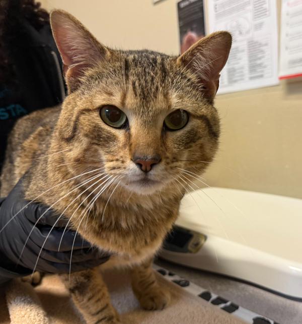 Honolulu, Adoptable, Young Male Domestic Short Hair.