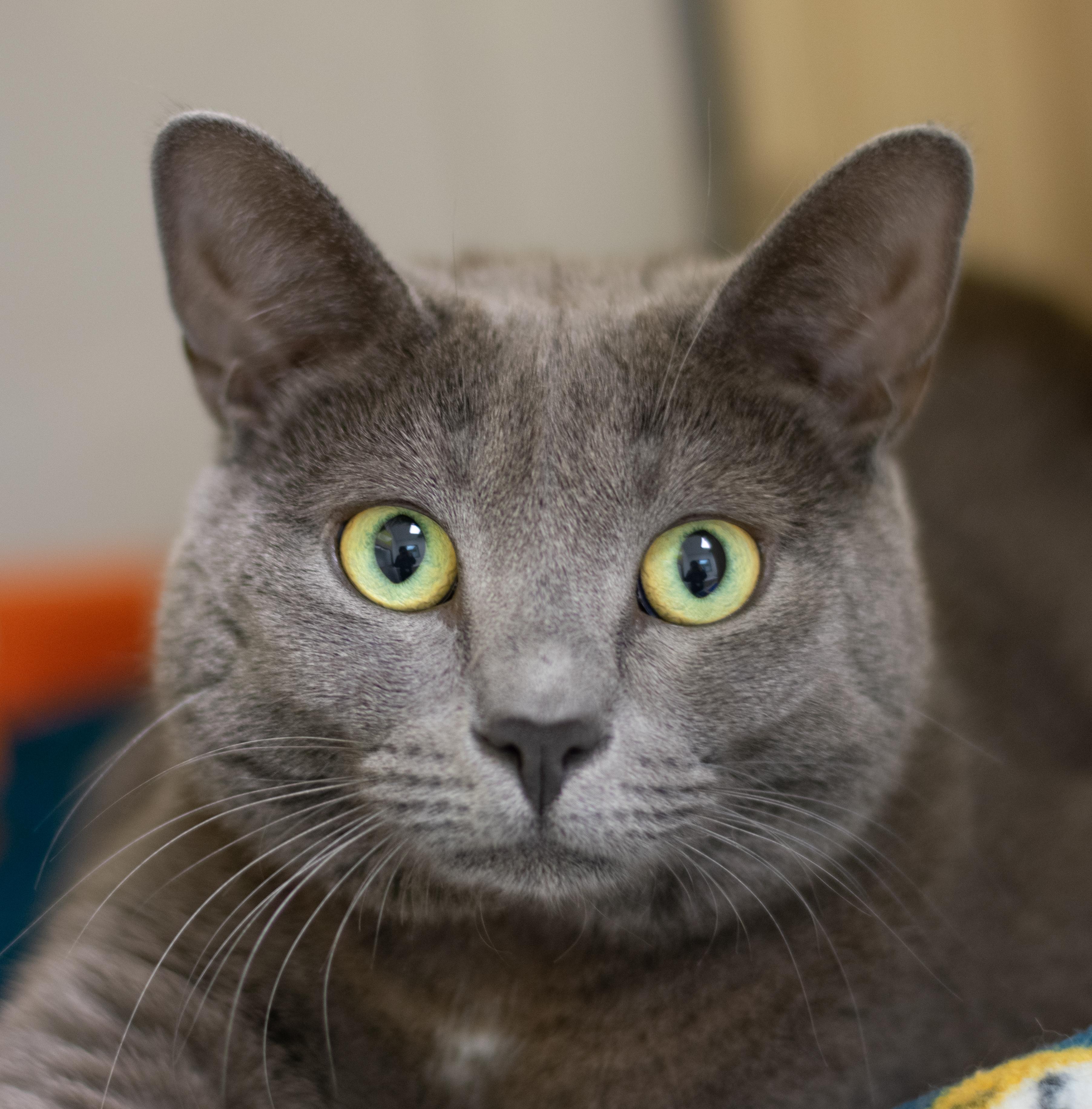 Zeus