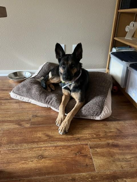 Enlarge MOLLY, a Adoptable mixed breed in Houston, TX image 1/1