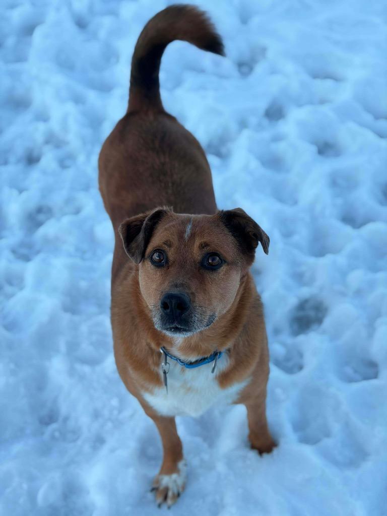 Z2 Wilber, Adoptable, Adult Male Labrador Retriever & Australian Cattle Dog / Blue Heeler.